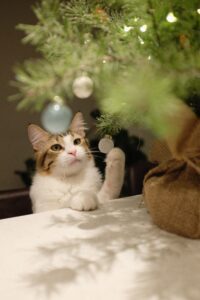 Kitty pawing at Christmas Tree ornaments.