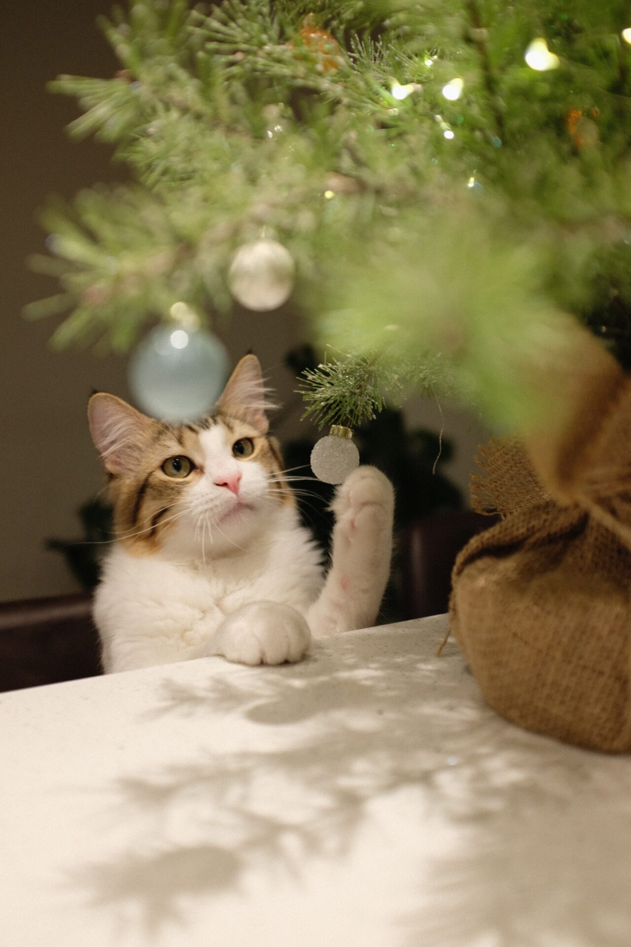 Kitty pawing at Christmas Tree ornaments.