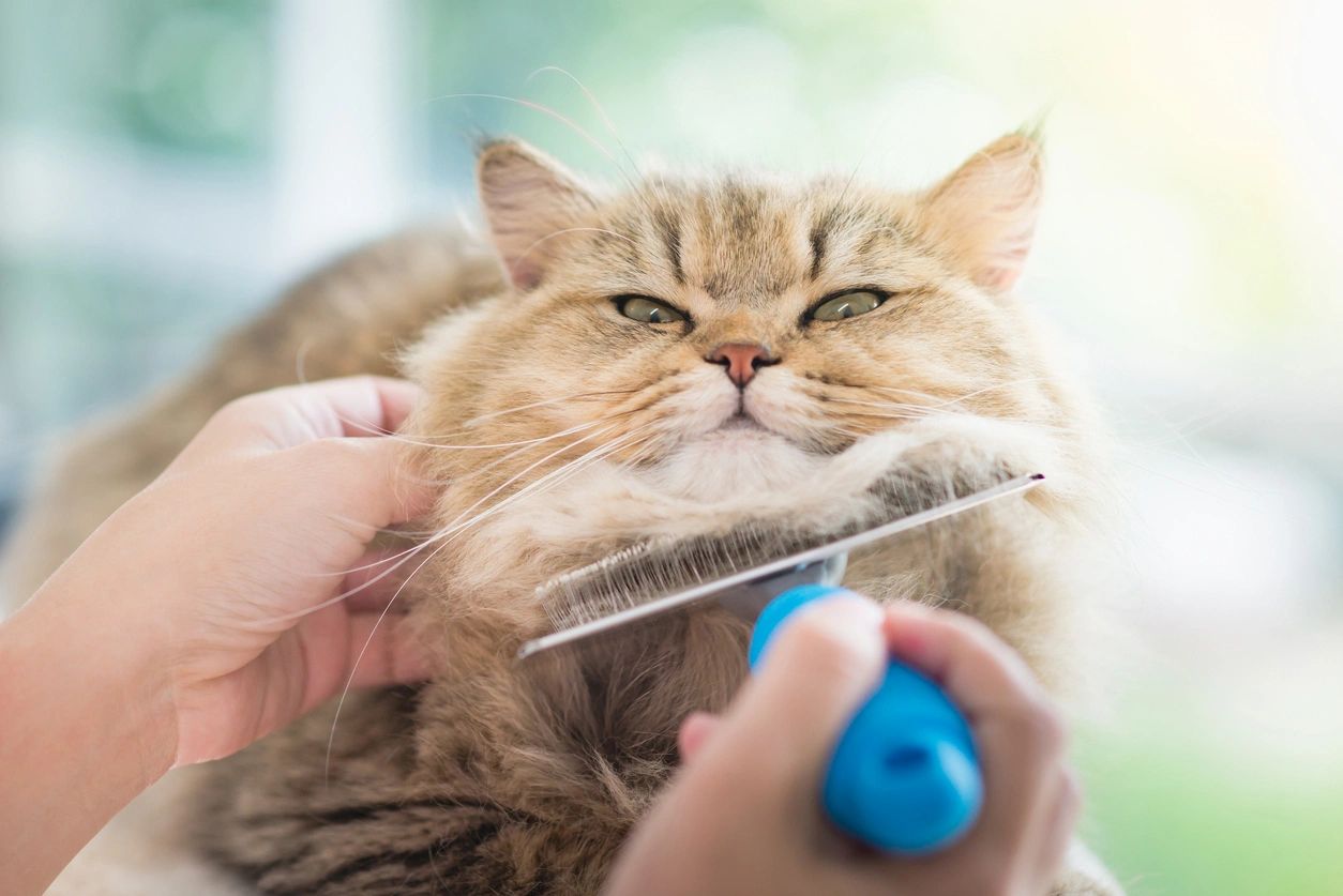 Cat Getting Brushed