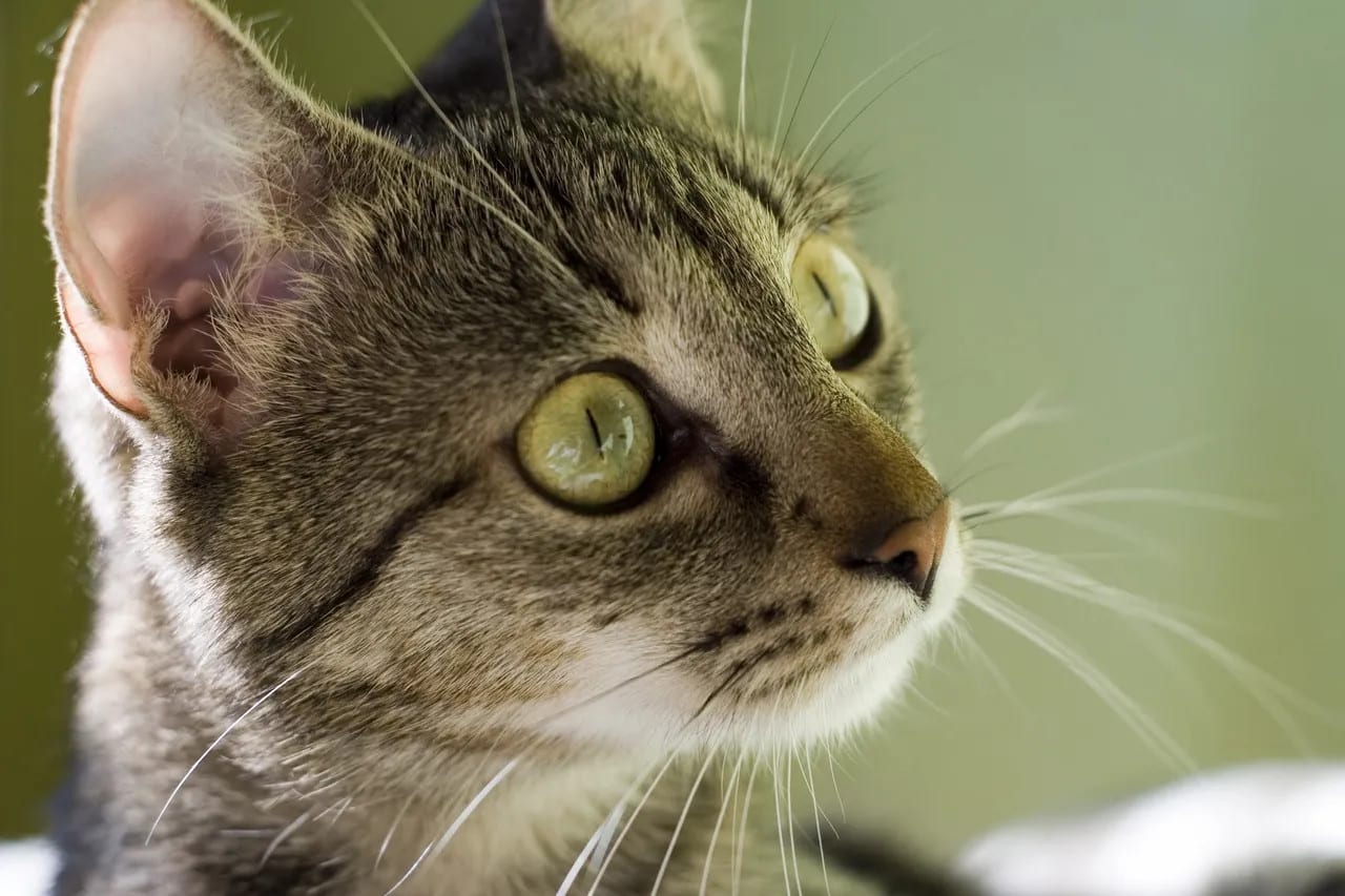 Side profile of grey tabby cat.
