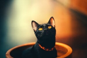 Black kitty with orange eyes looking up.