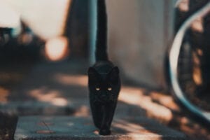 Black cat walking.