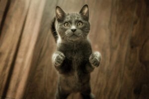 Gray cat with paws out standing on hind legs.