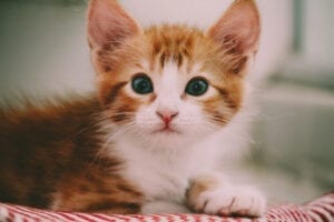 Adorable orange and white kitty.