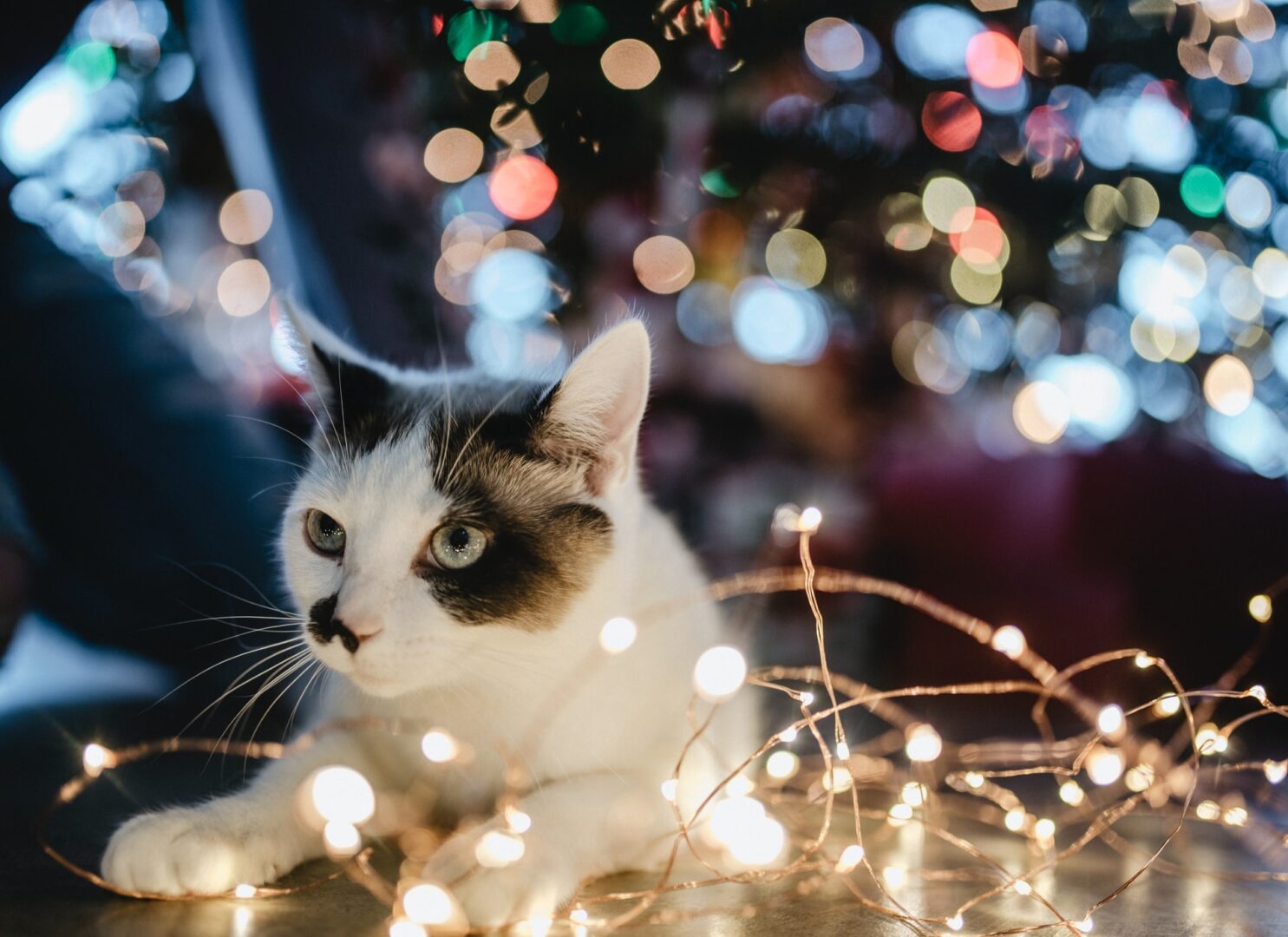 Cat wrapped in festive holiday lights.