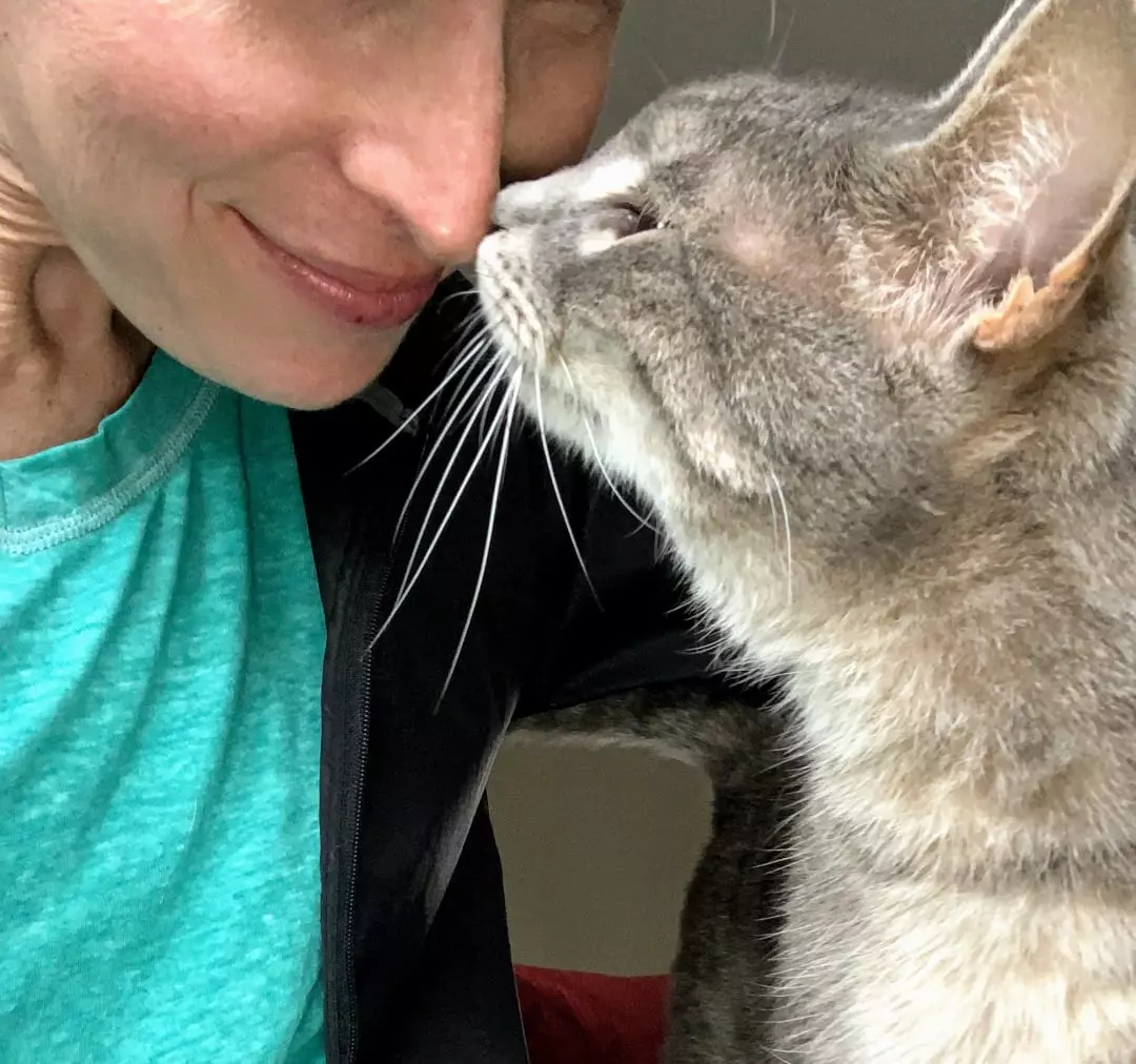Cat sniffing sitter's nose.