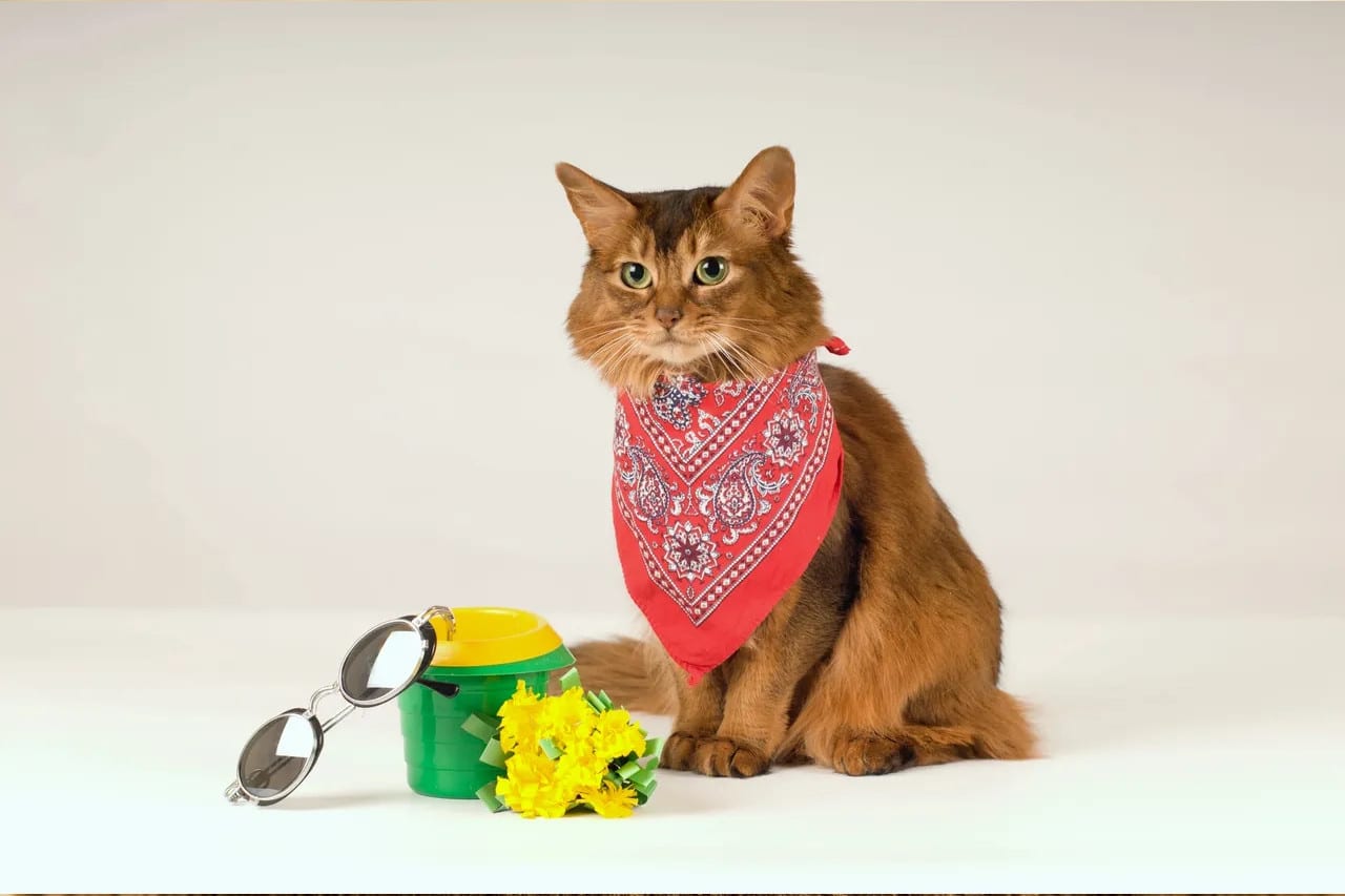 Orange cats wearing a scarf.