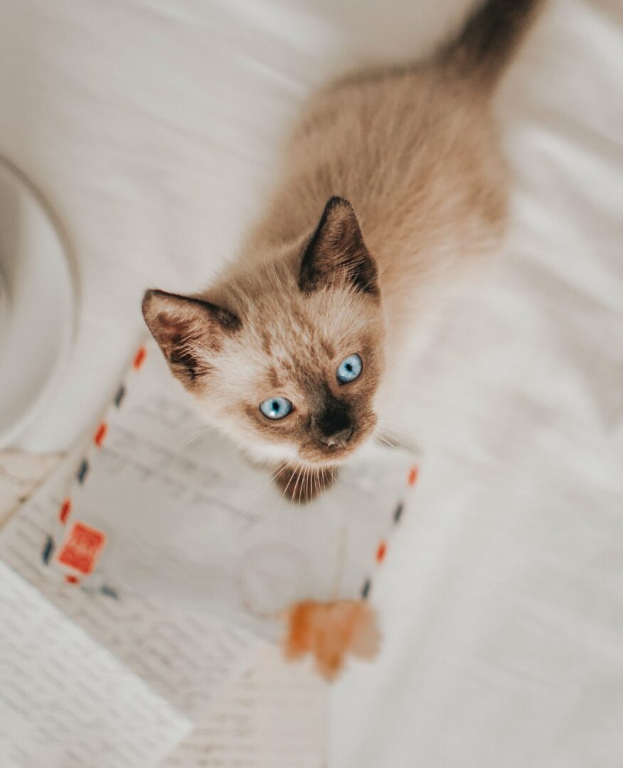 Kitten looking up from letters.