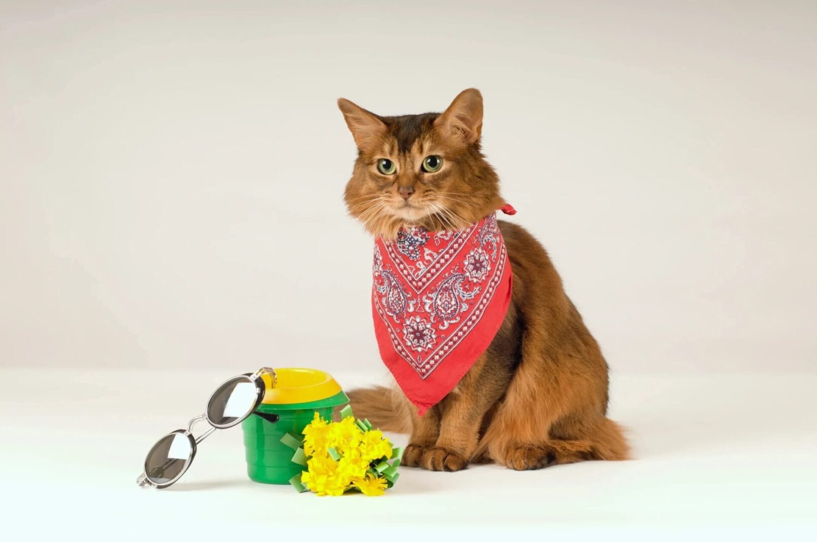 Ginger kitty wearing a scarf.