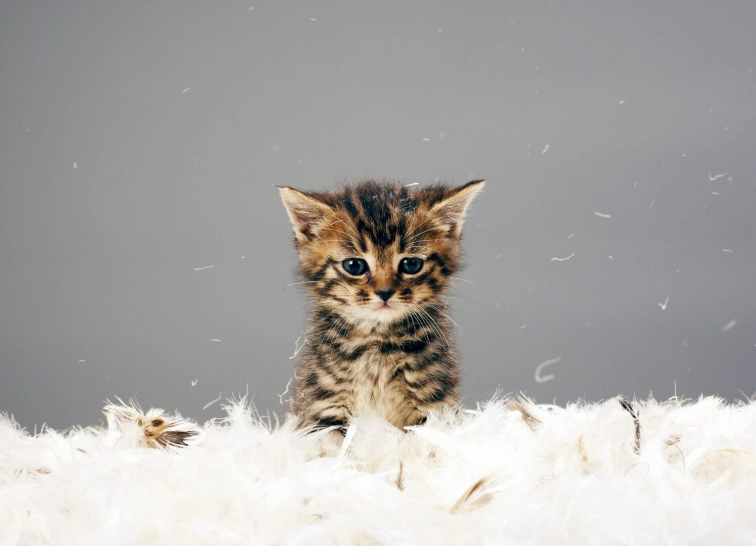 Kitten playing in feathers.