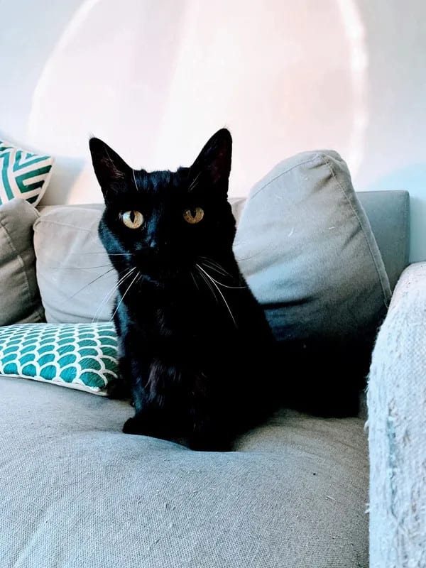 Pretty black cat on the couch