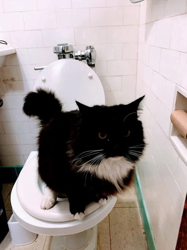 Cat going potty in toilet.