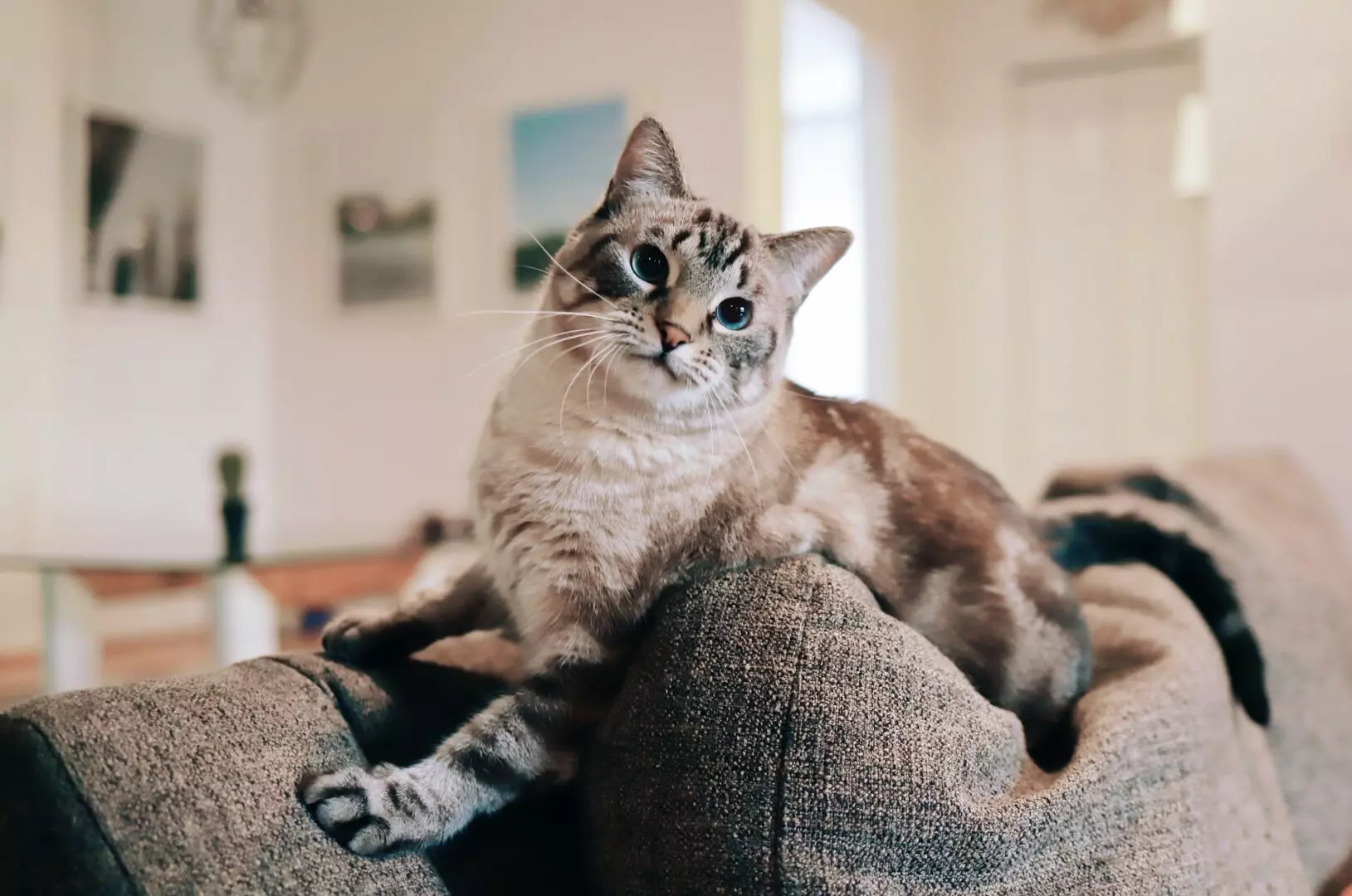 Blue-eyed cat resting on couch pillow.