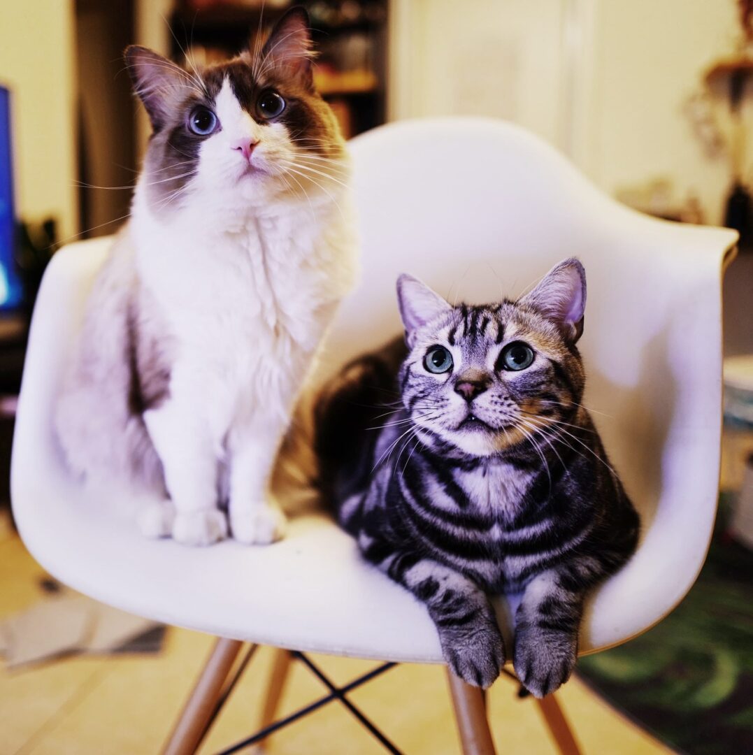 Two cats sitting on a chair looking up.