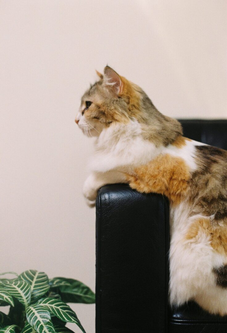 The side profile of a cat on a chair.