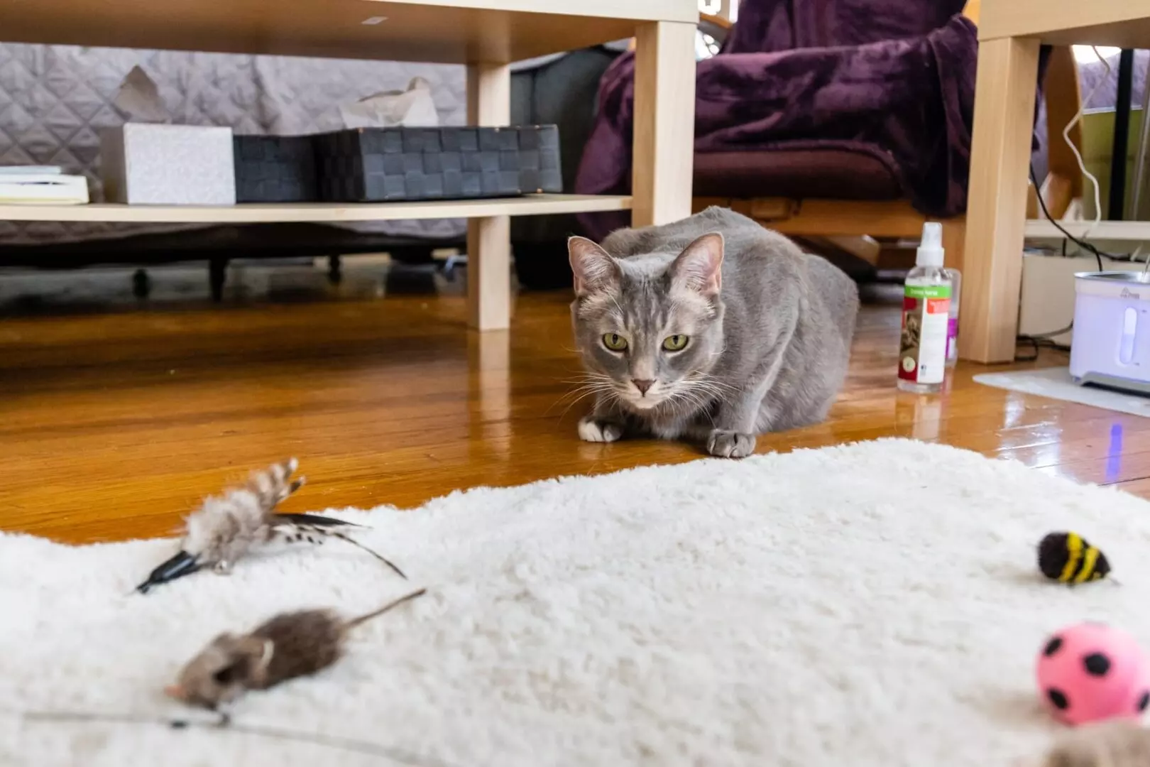 Cat stalking his toys during playtime.