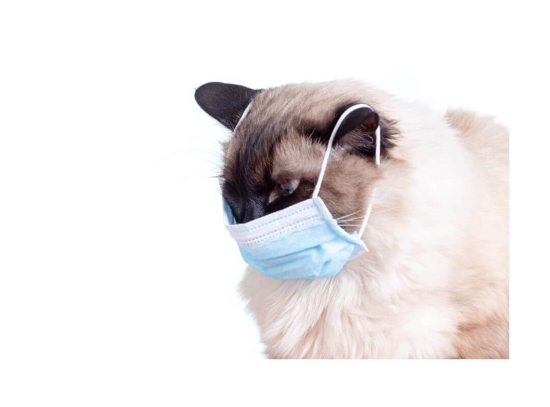 Siamese cat wearing face mask.