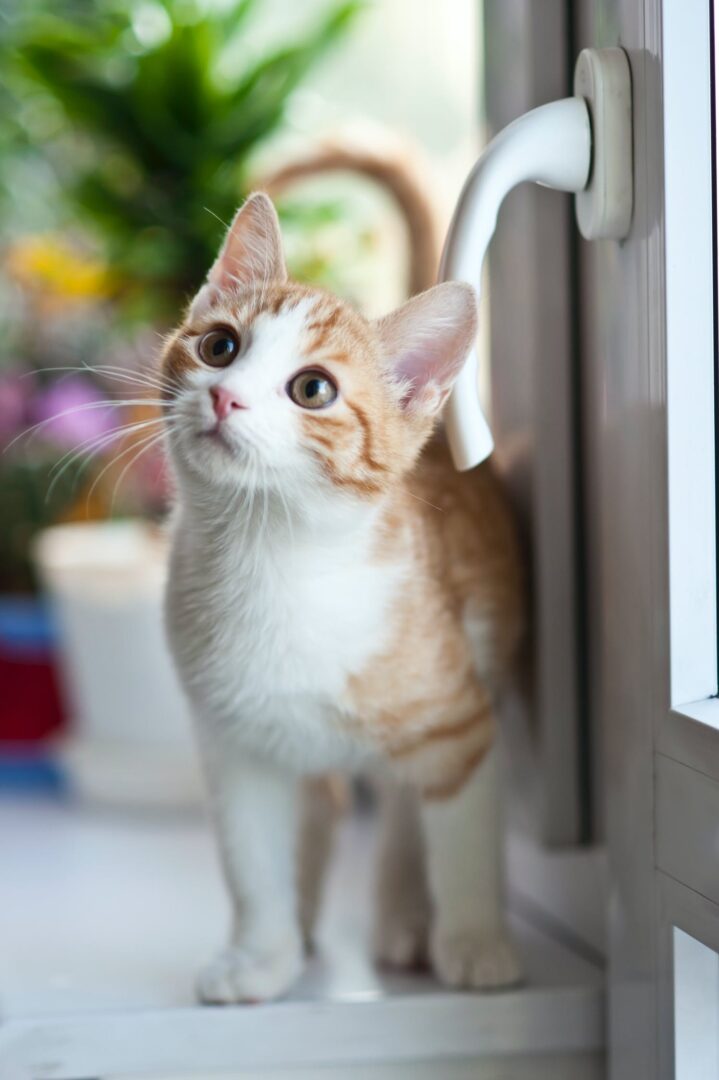 Kitty paying close attention to cat sitter.