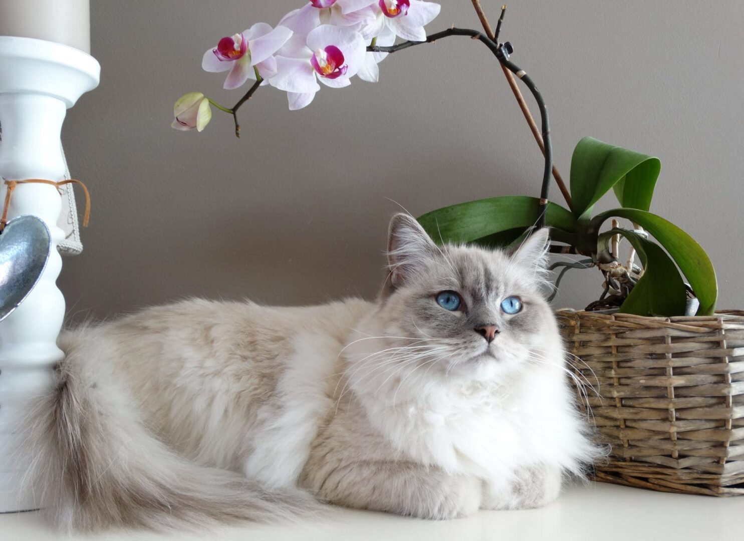 Cat laying on countertop looking up.