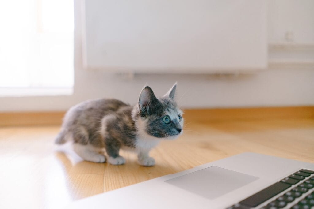 Kitten staring at laptop.