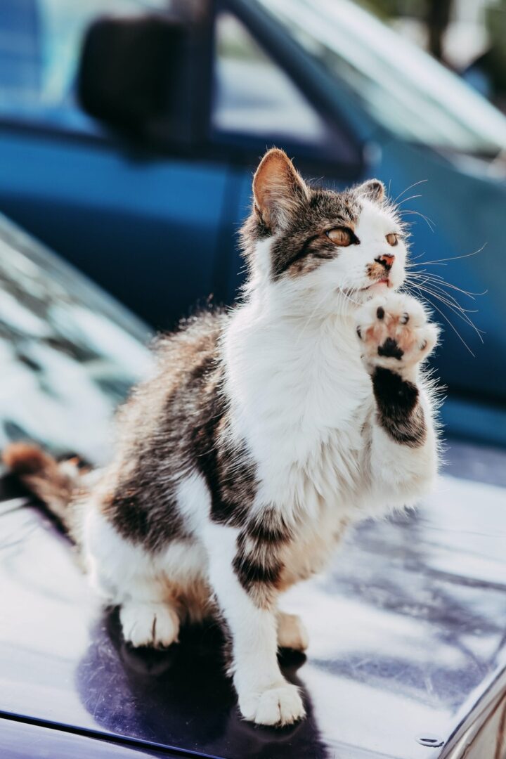 Cat giving a high-five.