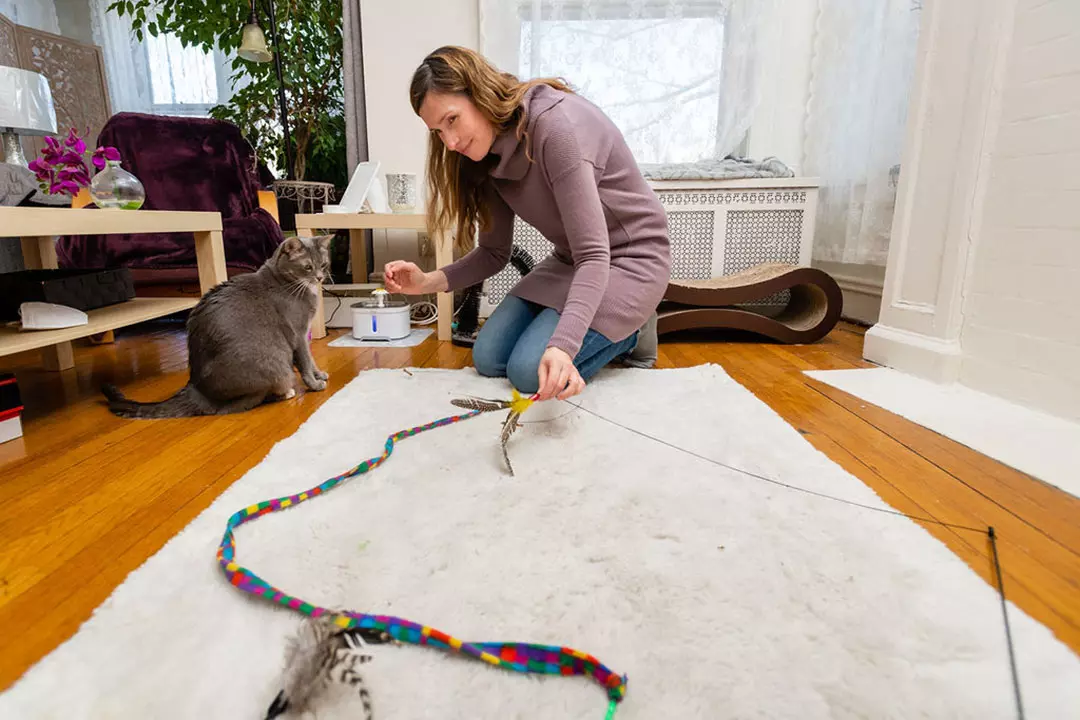 Cat sitter playing with kitty.