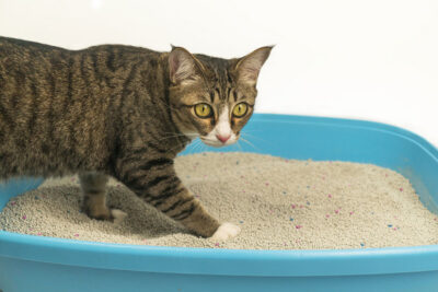 Cat walking into litter box