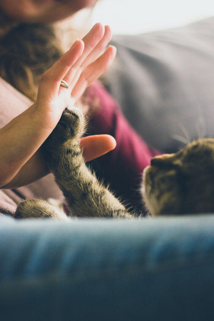 Cat giving a high-five to his pet sitter