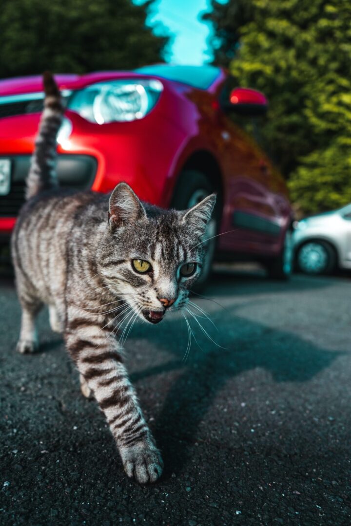 Cat on the prowl.