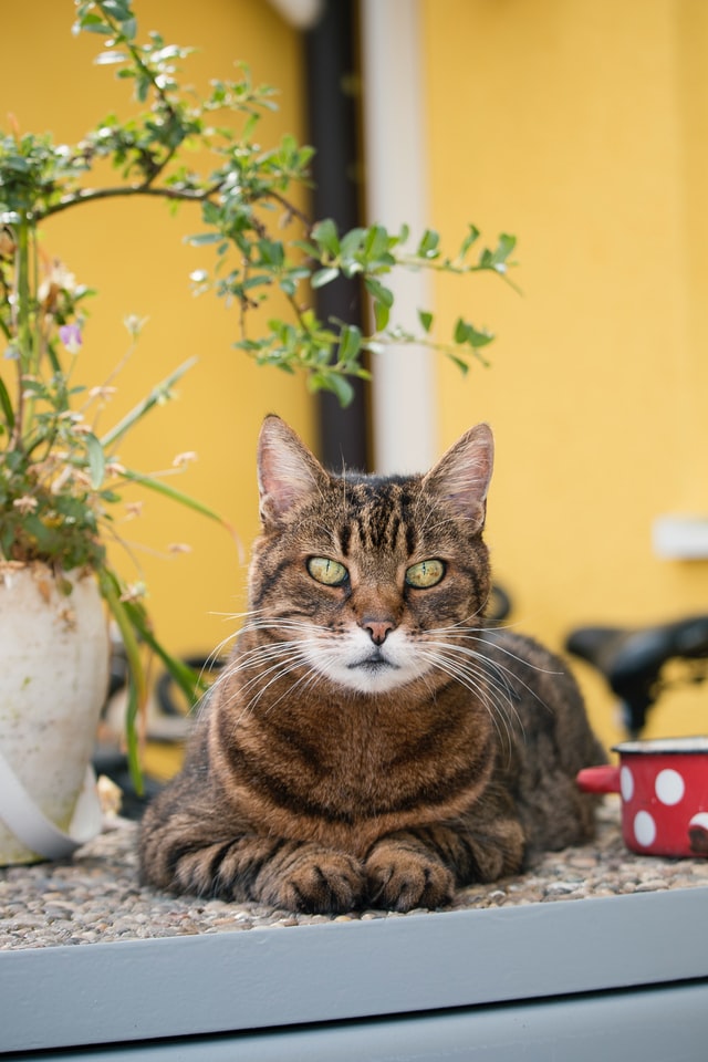 Toxic Cat Plants