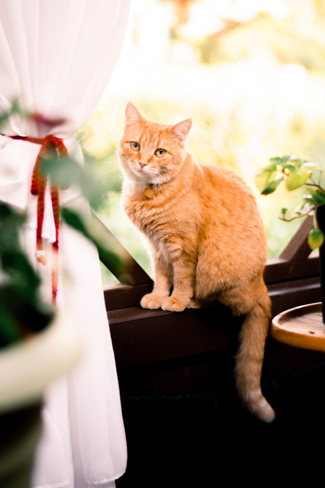 Orange tabby sitting pretty