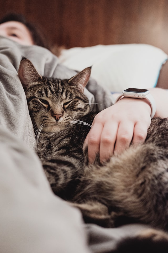 Bedtime kitty cuddles