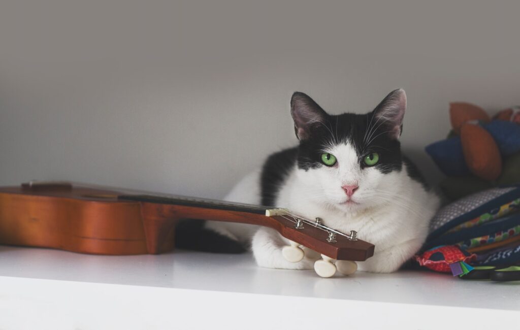 Cat sitting near a violin.