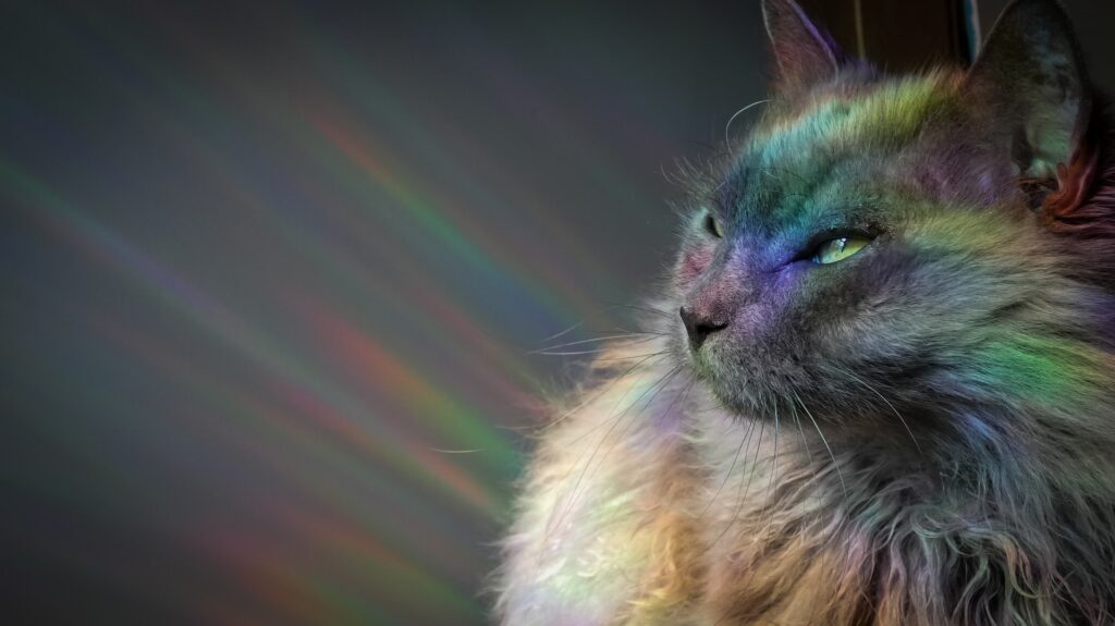 Rainbow shining on cat.