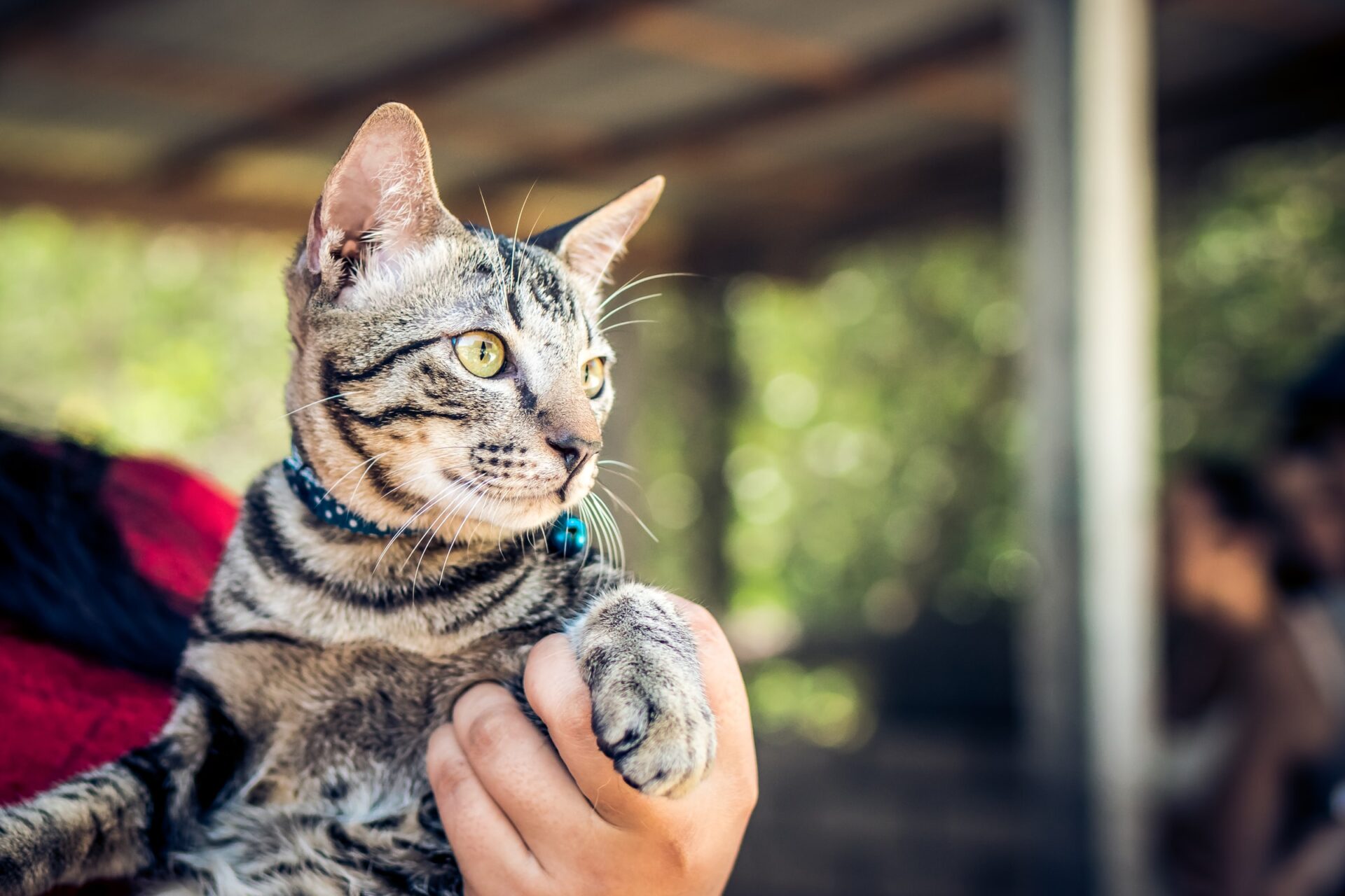 Holding a cat.