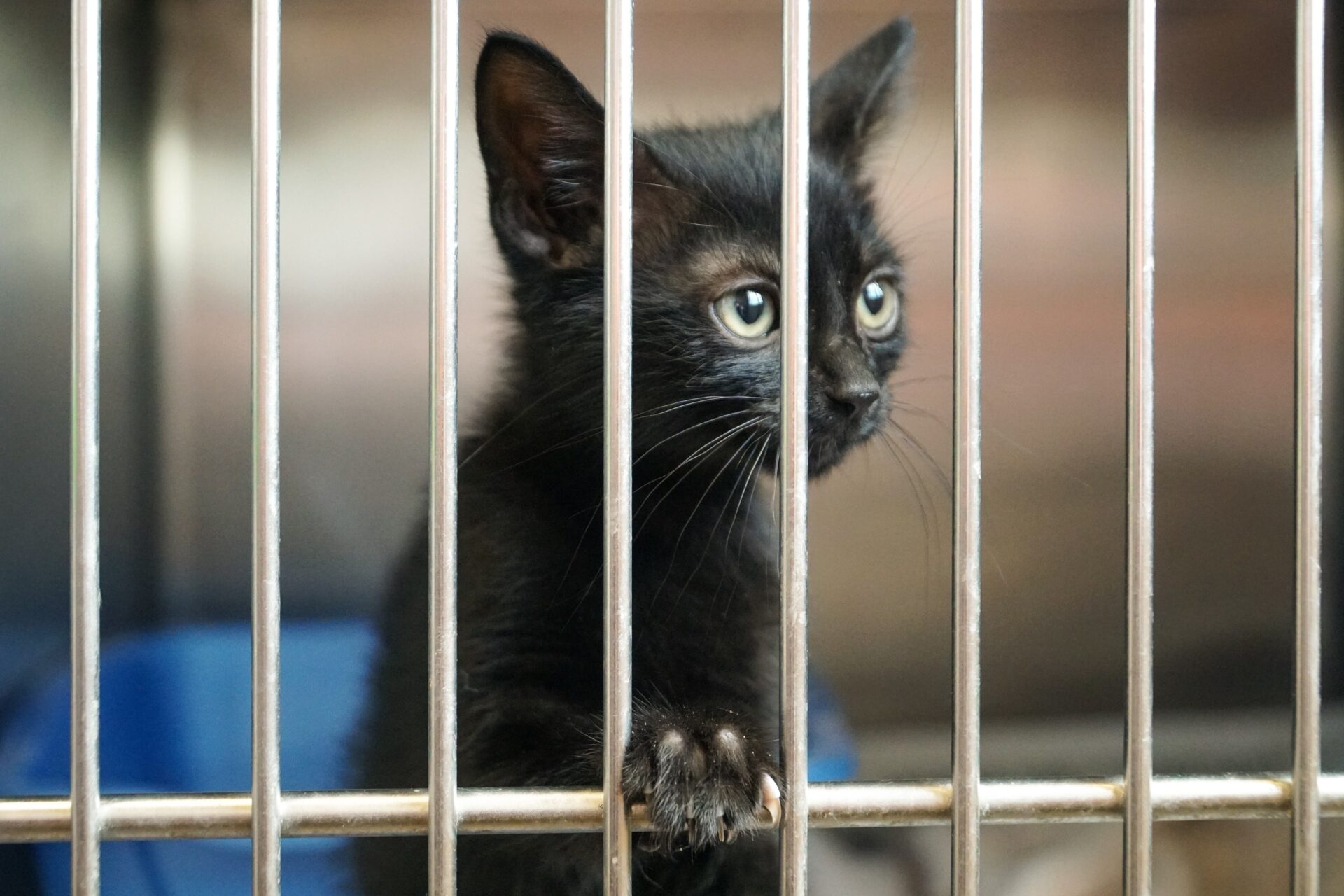 Black cat in a crate waiting to be adopted.