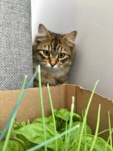 Cat eyeing plants