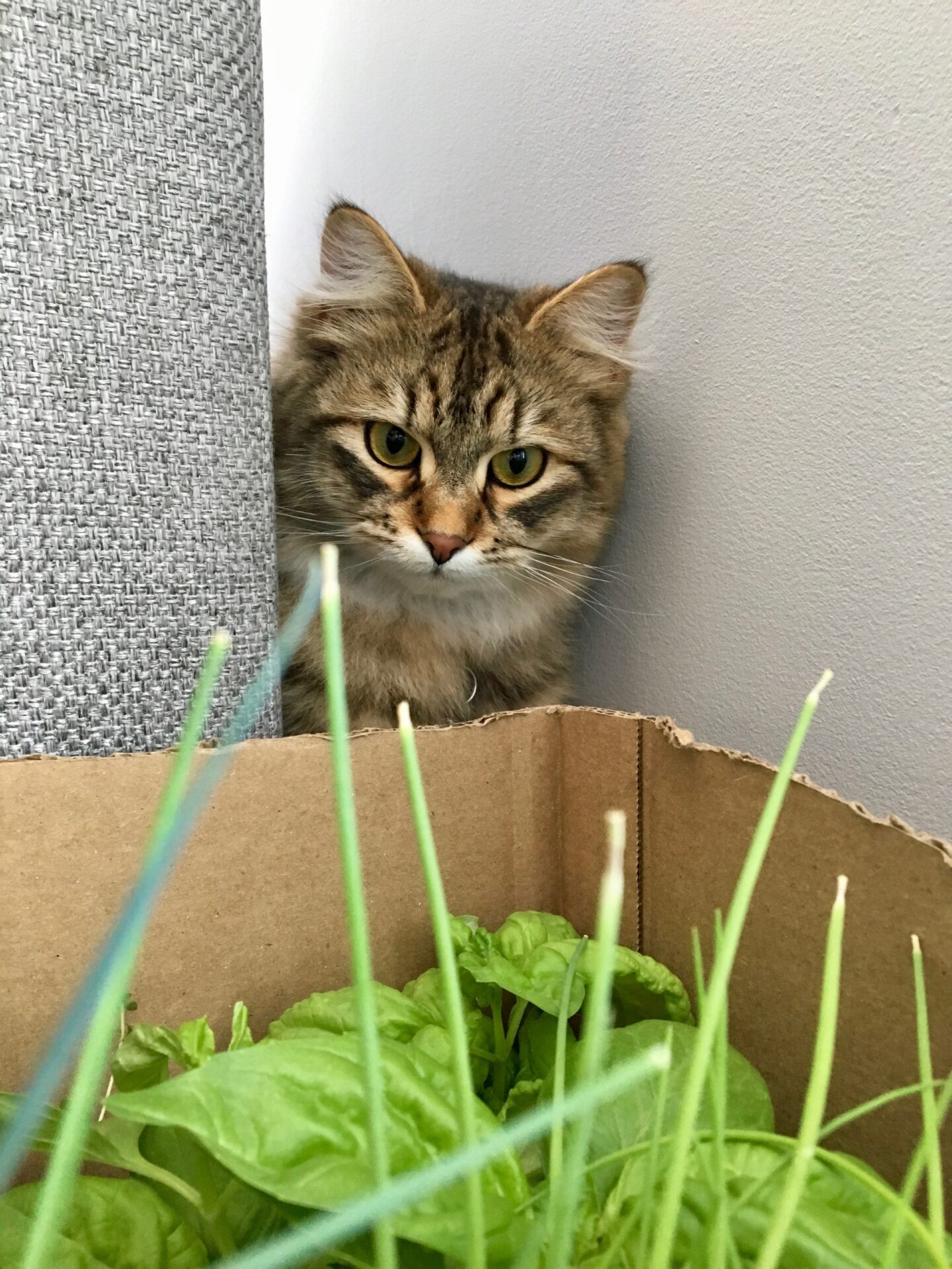 Cat eyeing plants