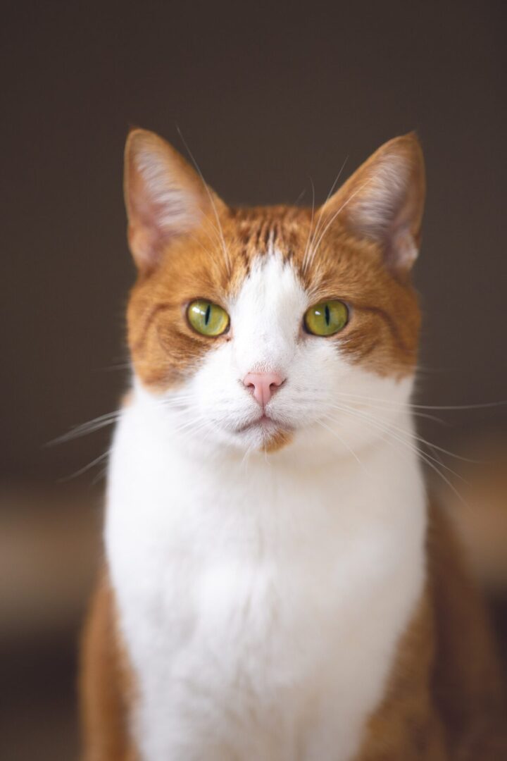A picture of the white brown cat with green eyes