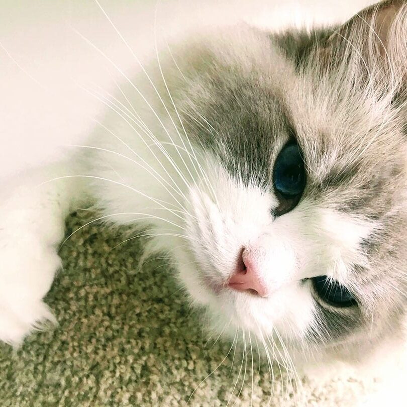 Rag Doll cat looking down from tree.