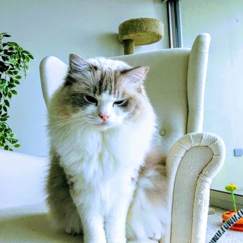 Rag Doll cat sitting on a chair.