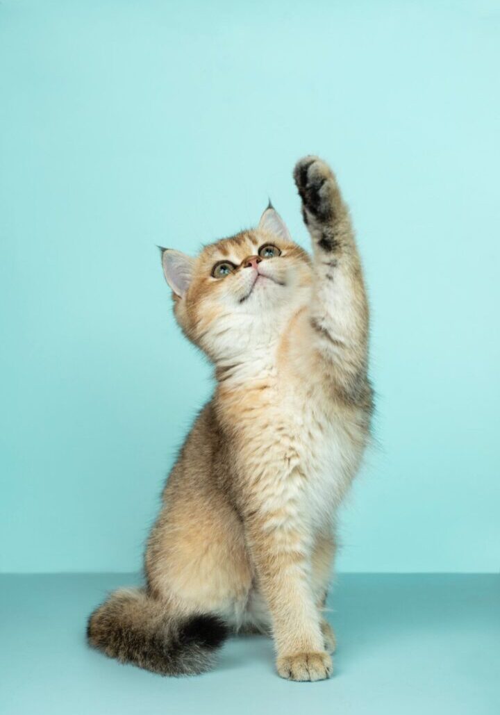 Cat looking up and waving.