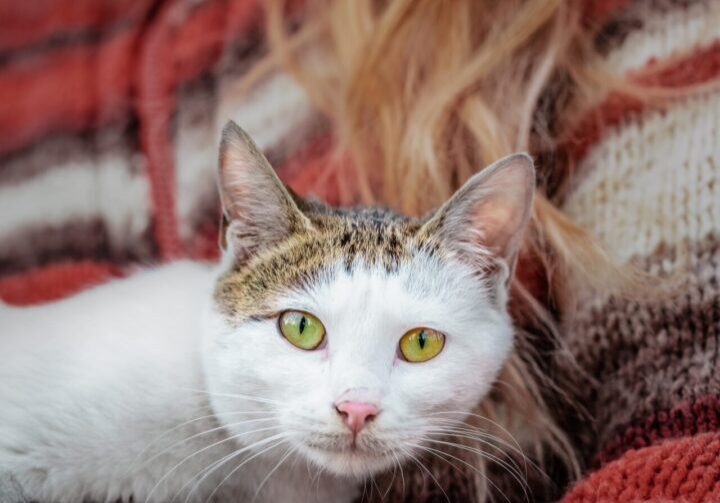 Kitty resting on pet sitter lap.