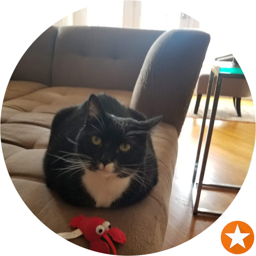 Tuxedo cat resting on couch.